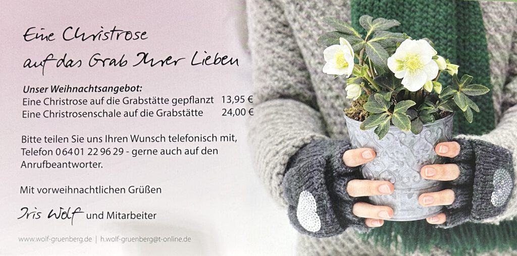 Angebot Christrose auf dem Grab der Lieben 2025